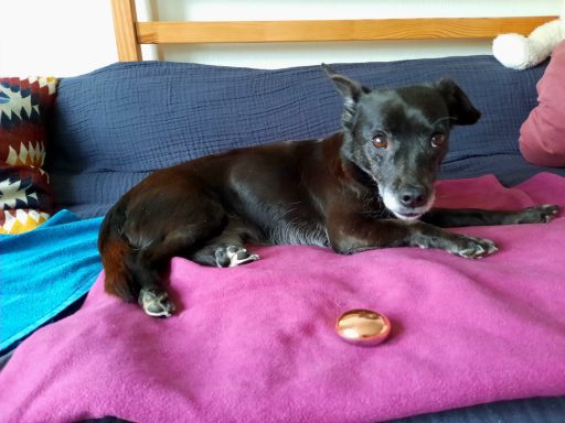 Massage mit Magnetkraft für Hunde 